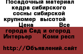 Посадочный материал кедра сибирского (сосны сибирской) крупномер, высотой 3-3.5  › Цена ­ 19 800 - Все города Сад и огород » Интерьер   . Коми респ.